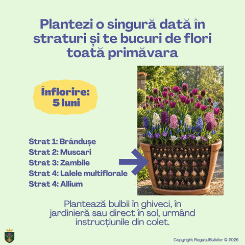 Sărbătoarea Regatului – Pachet 100 bulbi de flori, Lalele, Zambile, Muscari, Brândușe și Allium