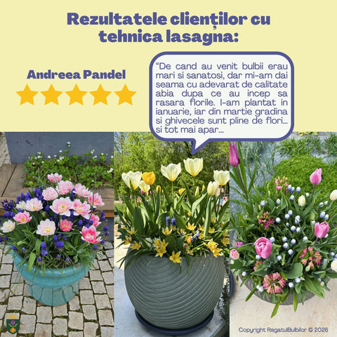 Comoara Primăverii – Pachet 70 bulbi de flori, Narcise, Zambile, Muscari, Brândușe și Allium
