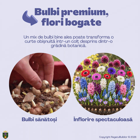 Balul Anemonelor – Pachet 80 bulbi de flori, Anemone, Zambile, Muscari, Brândușe și Allium