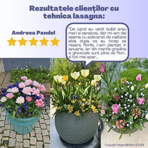 Grădina Regelui – Pachet 100 bulbi de flori, Lalele Bătute, Zambile, Muscari, Brândușe și Allium