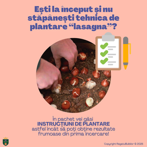 Dansul Coroanei – Pachet 100 bulbi de flori, Lalele Bătute, Zambile, Muscari, Brândușe și Allium