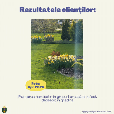 Colecția Narcise Ziua Reginei – Mix 20 bulbi de narcise parfumate, alb, galben și portocaliu