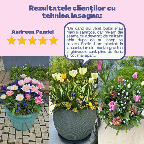 Bucuria Reginei – Pachet 100 bulbi de flori, Lalele Bătute, Zambile, Muscari, Brândușe și Allium