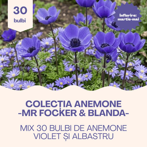 Colecția Anemone Mr. Fokker & Blanda – Mix 30 bulbi de anemone, violet și albastru