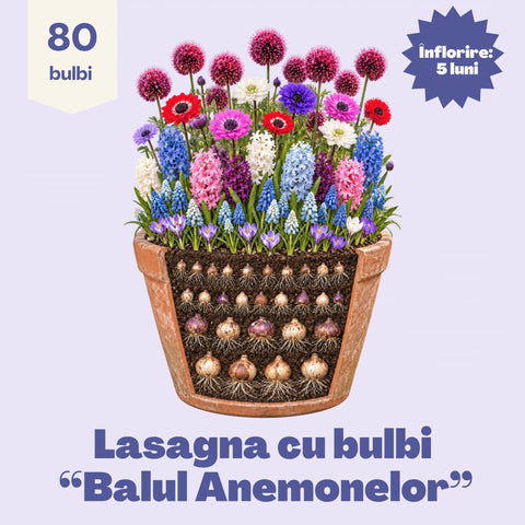 Balul Anemonelor – Pachet 80 bulbi de flori, Anemone, Zambile, Muscari, Brândușe și Allium