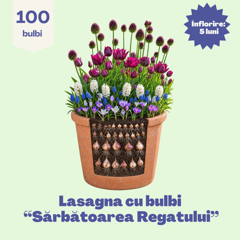 Sărbătoarea Regatului – Pachet 100 bulbi de flori, Lalele, Zambile, Muscari, Brândușe și Allium