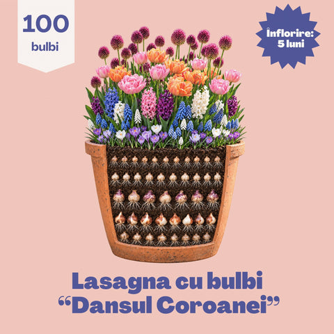 Dansul Coroanei – Pachet 100 bulbi de flori, Lalele Bătute, Zambile, Muscari, Brândușe și Allium