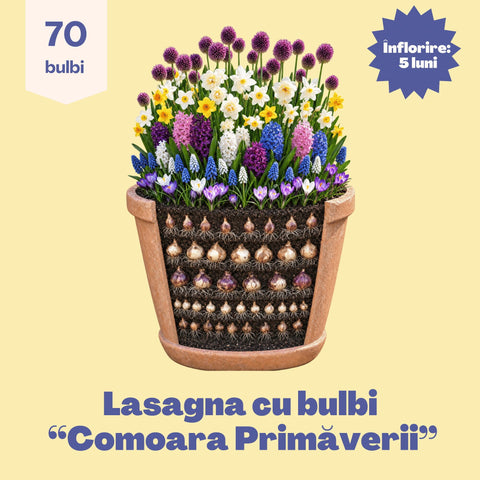 Comoara Primăverii – Pachet 70 bulbi de flori, Narcise, Zambile, Muscari, Brândușe și Allium
