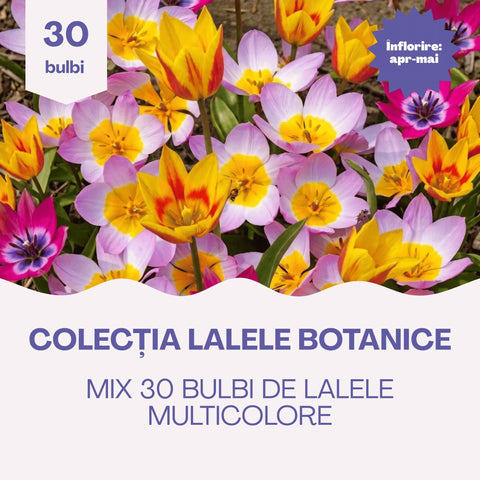 Colecția Lalele Botanice – Mix 30 bulbi de lalele, multicolor