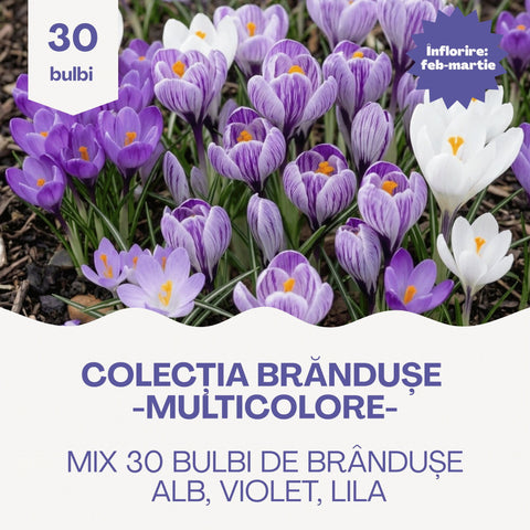 Colecția Brândușe Multicolore – Mix 30 bulbi de brândușe, alb, violet și lila