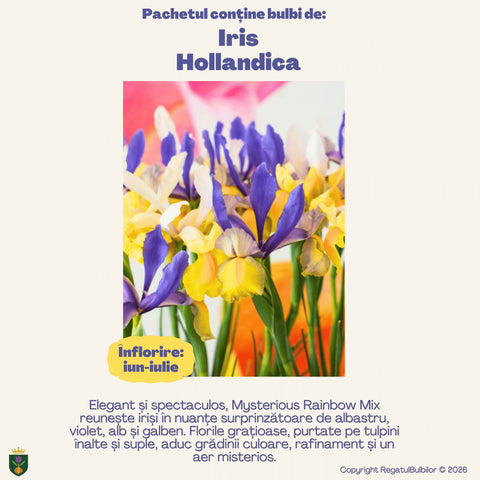 Colecția Iris Mysterious Rainbow – Mix 20 bulbi de Iris Hollandica, multicolor