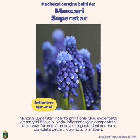 Colecția Muscari Azur – Mix 30 bulbi de Muscari, albastru, alb și violet
