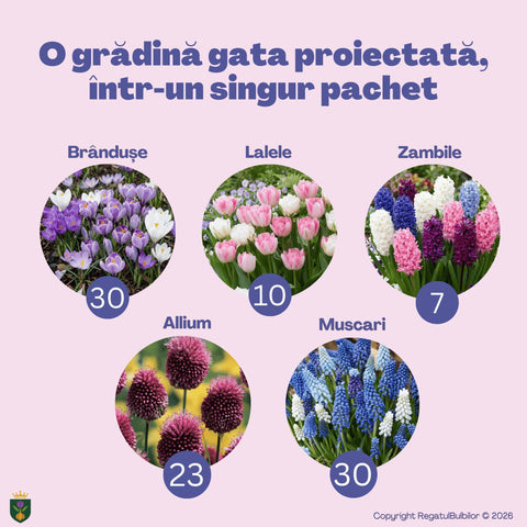 Bucuria Reginei – Pachet 100 bulbi de flori, Lalele Bătute, Zambile, Muscari, Brândușe și Allium