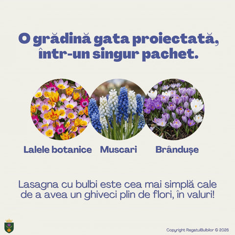 Vestitorii Primăverii – Pachet 60 bulbi de flori, Lalele, Muscari și Brândușe