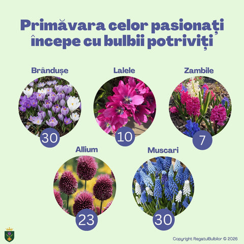 Sărbătoarea Regatului – Pachet 100 bulbi de flori, Lalele, Zambile, Muscari, Brândușe și Allium