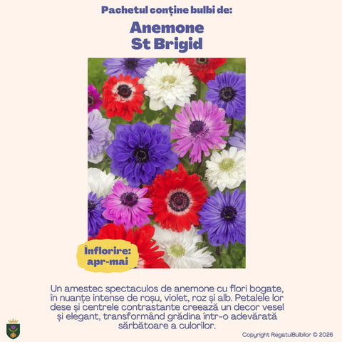 Colecția Anemone St. Brigid – Mix 30 bulbi de anemone