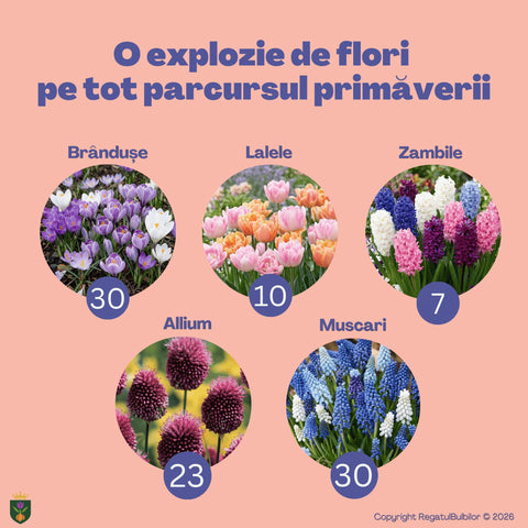 Dansul Coroanei – Pachet 100 bulbi de flori, Lalele Bătute, Zambile, Muscari, Brândușe și Allium