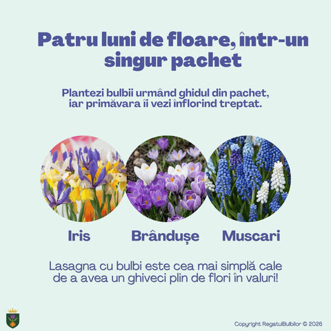 Irisul Reginei – Pachet 60 bulbi de flori, Iris, Muscari și Brândușe