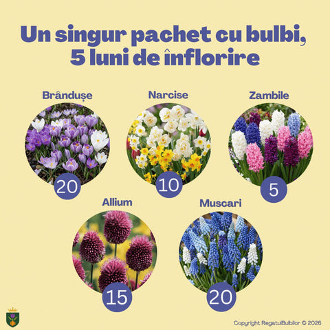 Comoara Primăverii – Pachet 70 bulbi de flori, Narcise, Zambile, Muscari, Brândușe și Allium