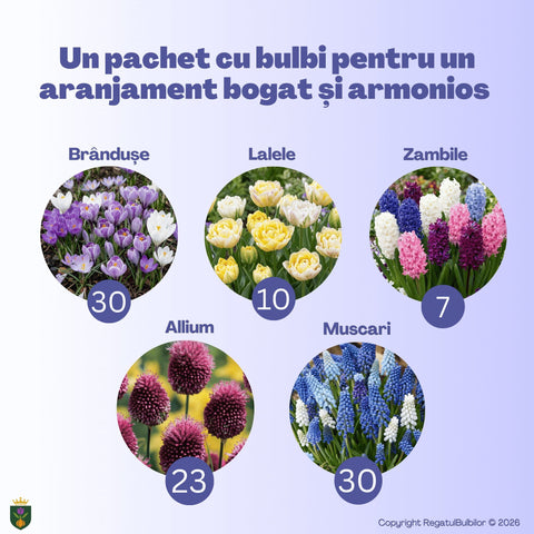 Grădina Regelui – Pachet 100 bulbi de flori, Lalele Bătute, Zambile, Muscari, Brândușe și Allium