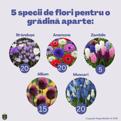 Balul Anemonelor – Pachet 80 bulbi de flori, Anemone, Zambile, Muscari, Brândușe și Allium