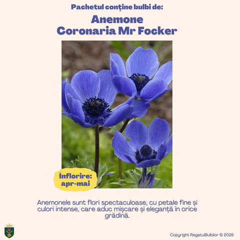 Colecția Anemone Mr. Fokker & Blanda – Mix 30 bulbi de anemone, violet și albastru