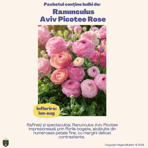 Colecția Ranunculus Aviv Picotee Rose – Mix 30 bulbi de Ranunculus, roz