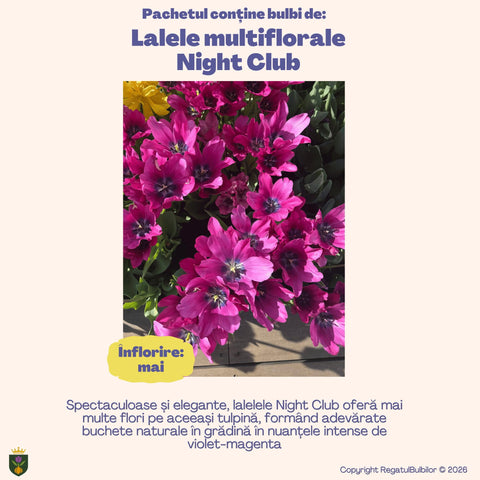 Colecția Lalele Multiflorale Pink Blossom – 10 bulbi de lalele Night Club, purpuriu