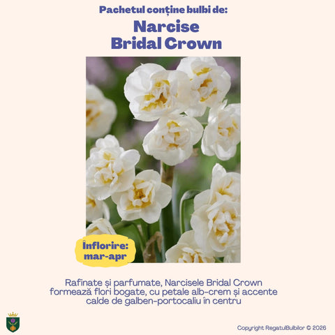 Colecția Narcise Ziua Reginei – Mix 20 bulbi de narcise parfumate, alb, galben și portocaliu