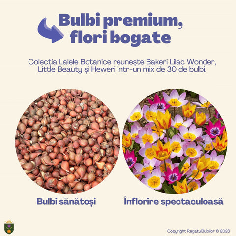 Colecția Lalele Botanice – Mix 30 bulbi de lalele, multicolor