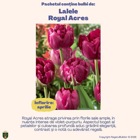 Colecția Lalele Royal – Mix 20 bulbi de lalele bătute, purpuriu și galben