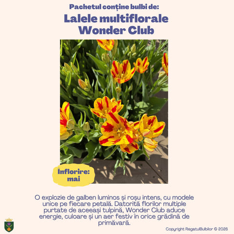 Colecția Lalele Multiflorale Razele Soarelui – Mix 20 bulbi de lalele, roșu și galben