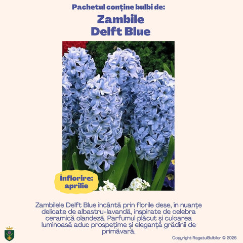 Colecția Zambile Parfum Floral – Mix 10 bulbi de zambile parfumate, multicolor