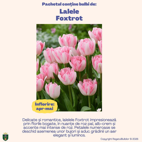 Colecția Lalele Elegance – 20 bulbi lalele bătute | Regatul Bulbilor