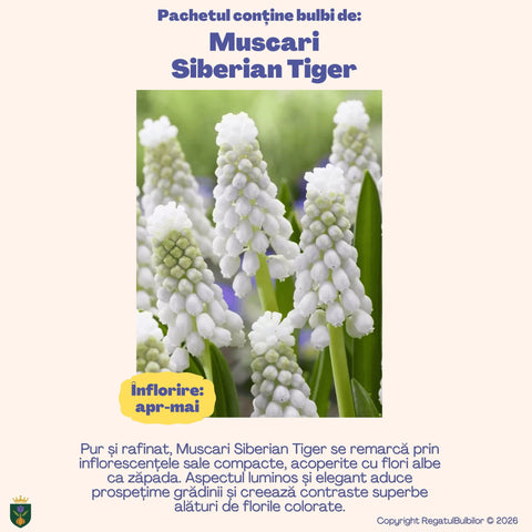 Colecția Muscari Azur – Mix 30 bulbi de Muscari, albastru, alb și violet