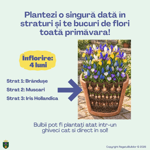 Irisul Reginei – Pachet 60 bulbi de flori, Iris, Muscari și Brândușe