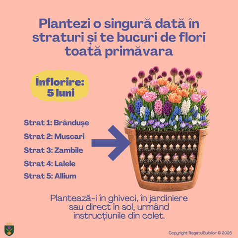 Dansul Coroanei – Pachet 100 bulbi de flori, Lalele Bătute, Zambile, Muscari, Brândușe și Allium