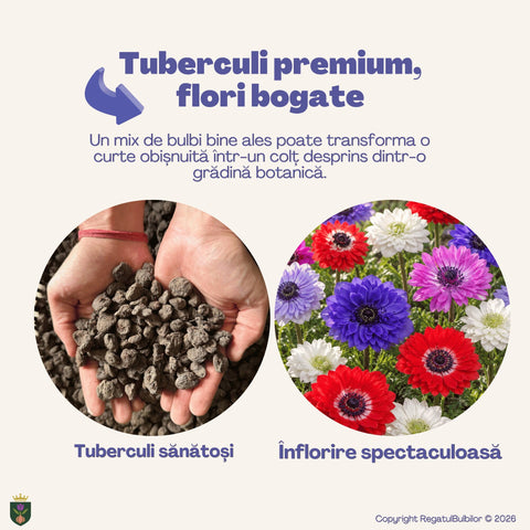 Colecția Anemone St. Brigid – Mix 30 bulbi de anemone