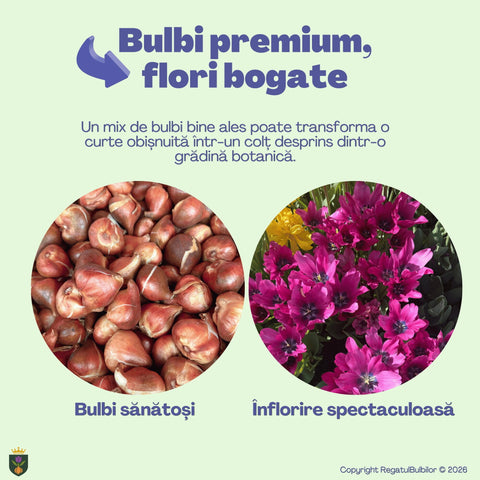 Sărbătoarea Regatului – Pachet 100 bulbi de flori, Lalele, Zambile, Muscari, Brândușe și Allium