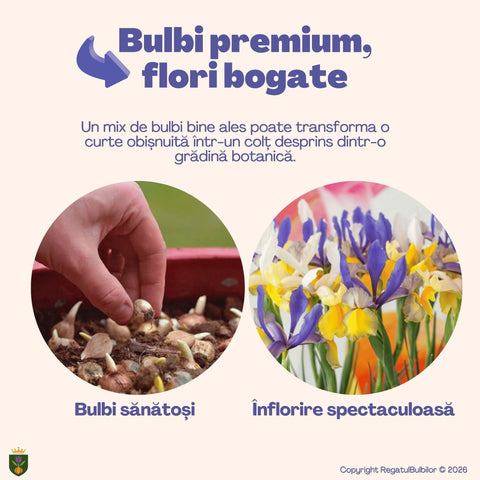 Colecția Iris Mysterious Rainbow – Mix 20 bulbi de Iris Hollandica, multicolor