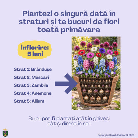 Balul Anemonelor – Pachet 80 bulbi de flori, Anemone, Zambile, Muscari, Brândușe și Allium