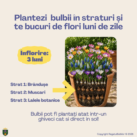 Vestitorii Primăverii – Pachet 60 bulbi de flori, Lalele, Muscari și Brândușe
