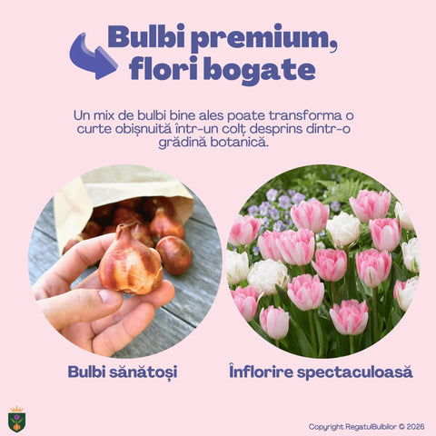 Bucuria Reginei – Pachet 100 bulbi de flori, Lalele Bătute, Zambile, Muscari, Brândușe și Allium