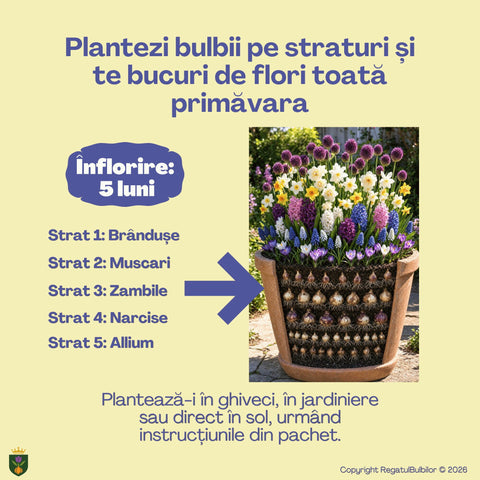 Comoara Primăverii – Pachet 70 bulbi de flori, Narcise, Zambile, Muscari, Brândușe și Allium