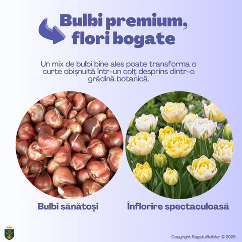 Grădina Regelui – Pachet 100 bulbi de flori, Lalele Bătute, Zambile, Muscari, Brândușe și Allium