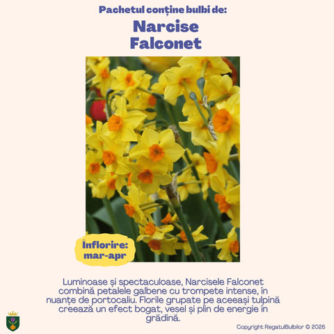 Colecția Narcise Ziua Reginei – Mix 20 bulbi de narcise parfumate, alb, galben și portocaliu