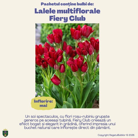 Colecția Lalele Multiflorale Razele Soarelui – Mix 20 bulbi de lalele, roșu și galben