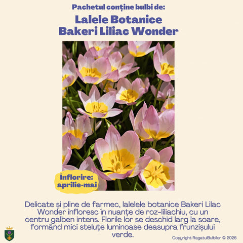Colecția Lalele Botanice – Mix 30 bulbi de lalele, multicolor