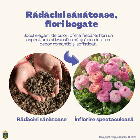 Colecția Ranunculus Aviv Picotee Rose – Mix 30 bulbi de Ranunculus, roz