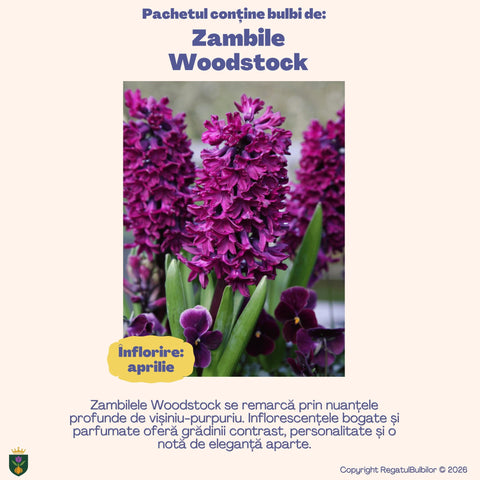 Colecția Zambile Parfum Floral – Mix 10 bulbi de zambile parfumate, multicolor